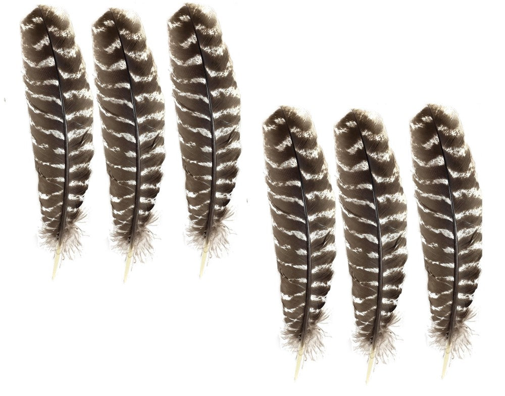 6x Schmuckfeder, Feder z. Basteln getigert Truthahn